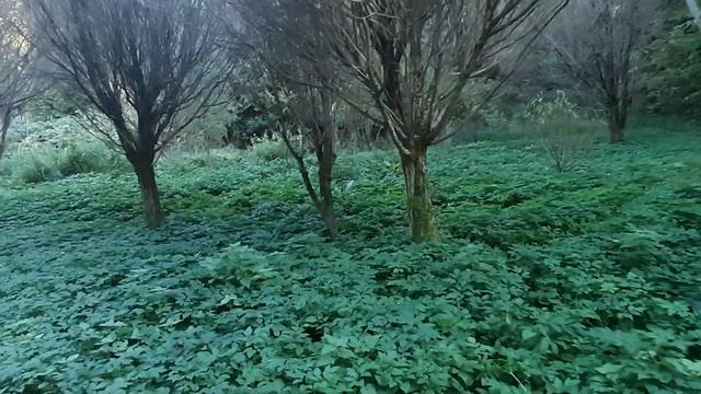 г КАЛИНИНГРАД ЛЮБИМЫЙ.    В Ботаническом саду!!!