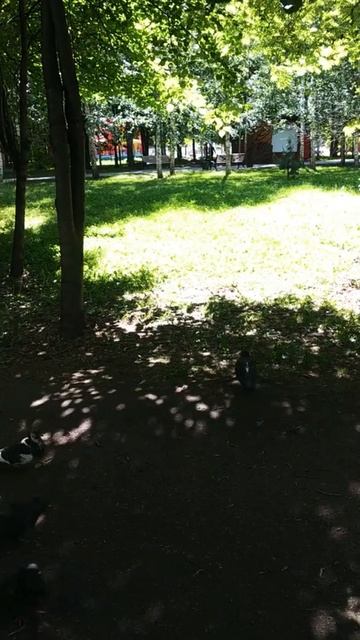 Белка наелась и пошла прятать орех#nature#животные#animals#белка#squirrel смотреть онлайн