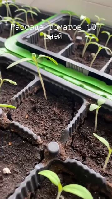 Томаты. Рассаде томатов 10 дней.