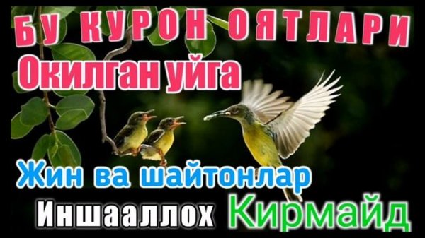 UYQU UCHUN MAYIN QURO'N! | uyqu uchun mayinquran | УХЛАШ УЧУН МАЙИН КУРОН | #quran