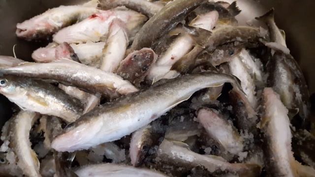 VLOG: ПАПА НАЛОВИЛ НАВАГУ🐟 смотреть онлайн