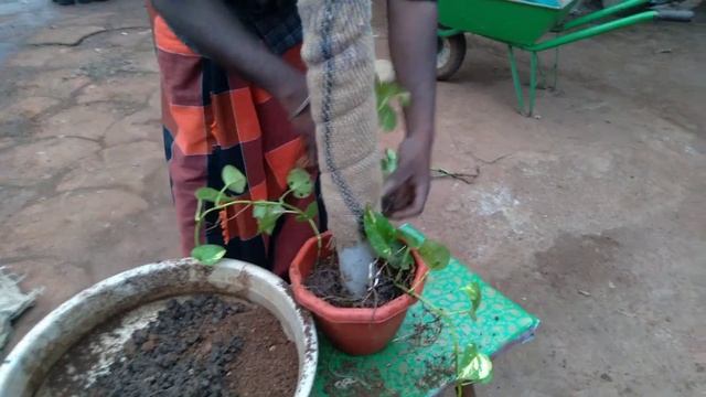 How to make money plant @sack pvc stand смотреть онлайн