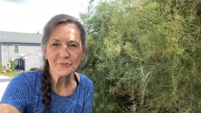 How to Prepare Asparagus for Winter and Harvest Seeds смотреть онлайн