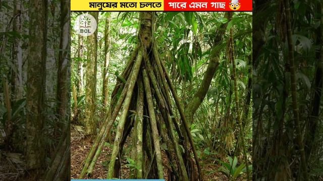 মানুষের মতো চলতে পারে এমন গাছ 🤯 || The tree that can movie#shorts#knowledge. смотреть онлайн