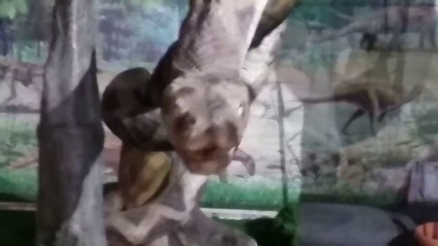 Animatronic Animals With Their Sounds Exhibition At Airoli Navi Mumbai