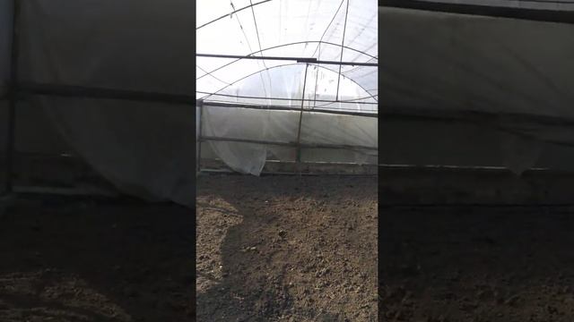 Выращивание томата в теплице смотреть онлайн