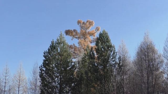 АВТОРСКОЕ ,, Я мечтала мечтала мечтала ,, смотреть онлайн