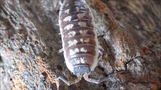 Porcellio ornatus #3 - Diferentes colores смотреть онлайн