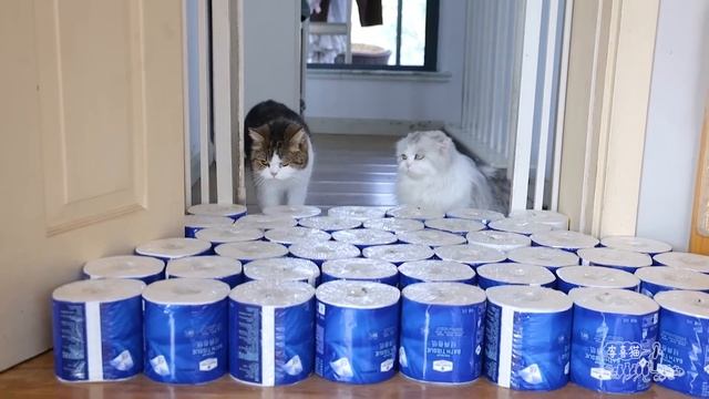 13隻貓挑戰3隻泰迪狗狗！究竟誰才是跳遠高手？｜李喜猫 смотреть онлайн