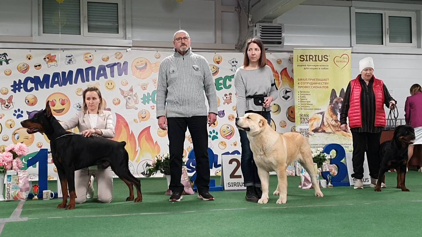 09.03.2025, СПб. Клуб "Президент" ( РКФ, ОАНКОО). Выставка собак САС 2 группы FCI смотреть онлайн