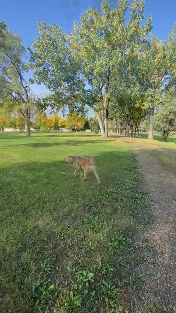 Day 4 ~ Sugar Beet Harvest ~ No Work day смотреть онлайн