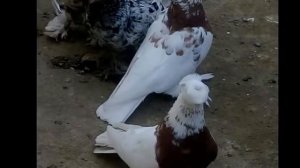 ГОЛУБИ РОССИИ