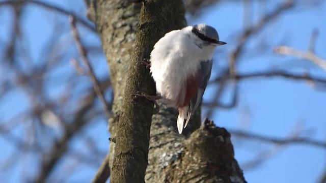 Співаючий повзик смотреть онлайн