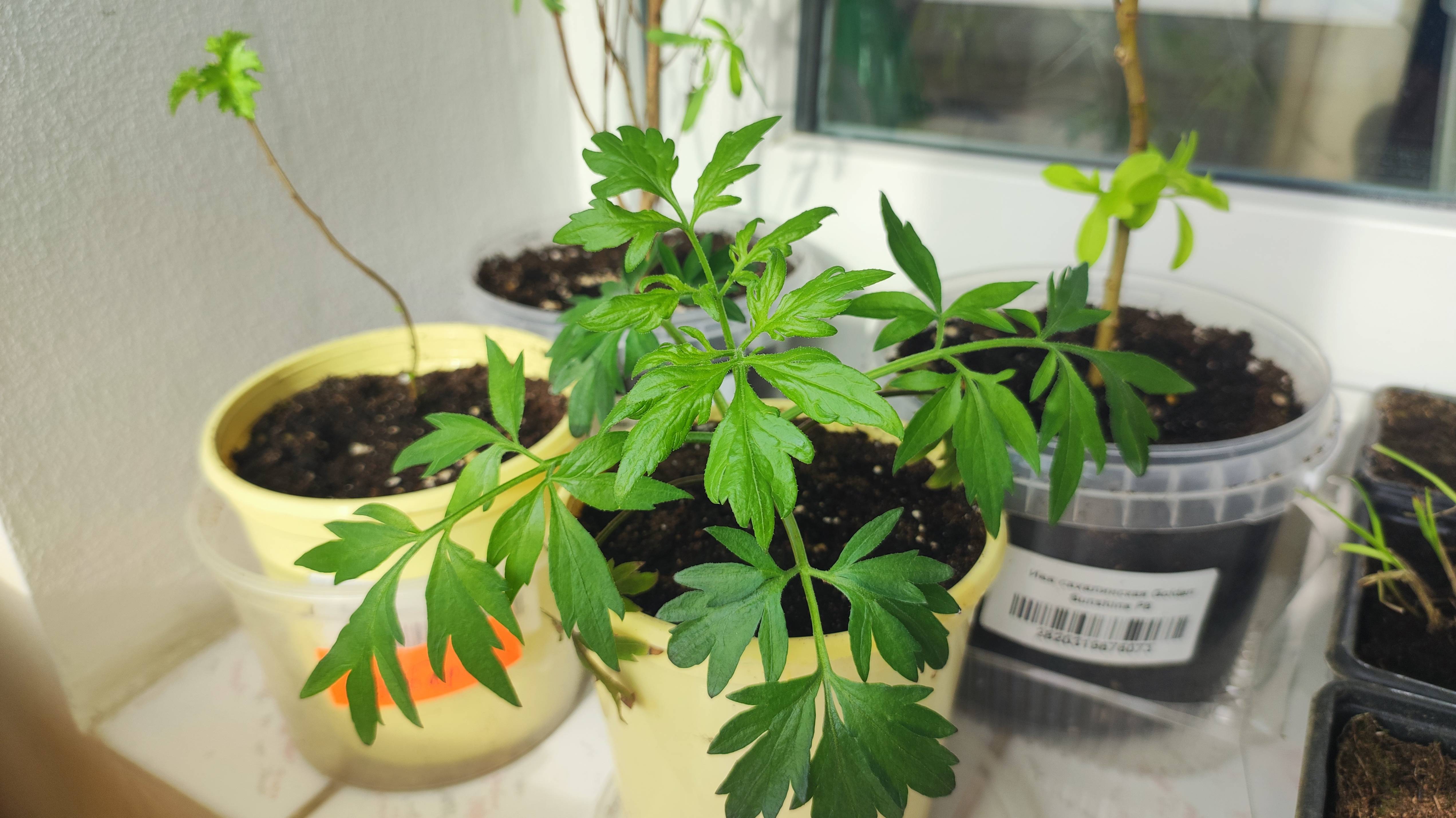 Три посылки в одном видео