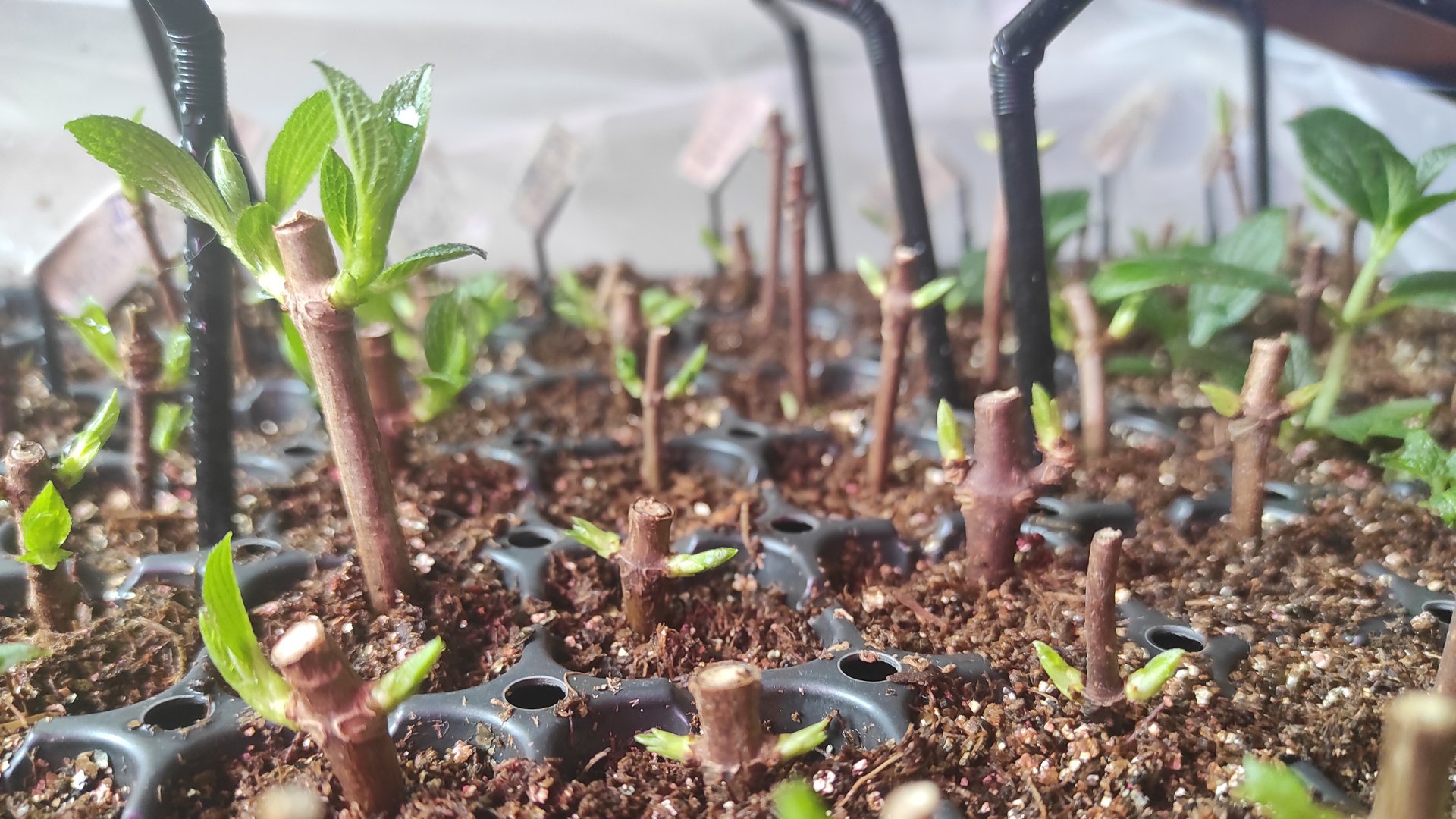 📍Каким способом я никогда не буду  укоренять черенки гортензий!