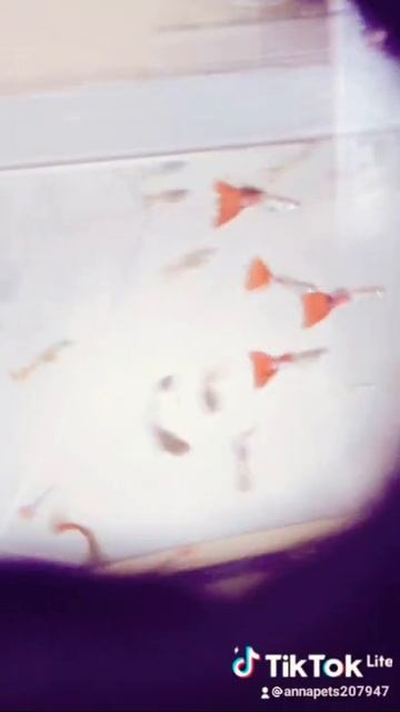 Рыбки гуппи😄🐠 смотреть онлайн