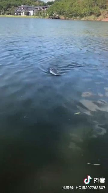 Remote control crocodile смотреть онлайн