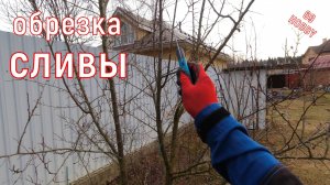 Обрезка сливы! Что убираем?