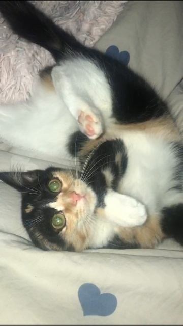 котик сестры