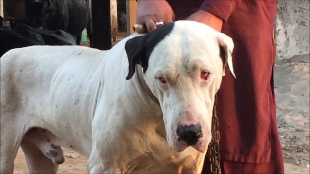 Old Pakistani Bully Kutta Sheru 2022 By FM NEWS TV HD