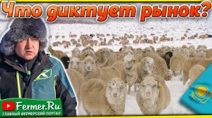 Породное преобразование мериносовых овец. Курдюк/Мясо/Шерсть/Здоровье. ЮКМ и КТ, или может Эдильбай?