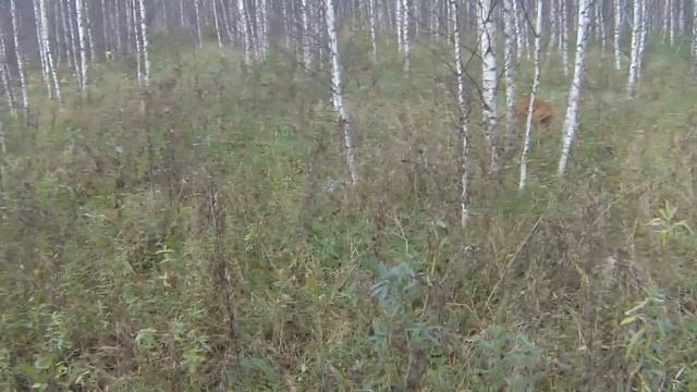 тетерев далеко смотреть онлайн