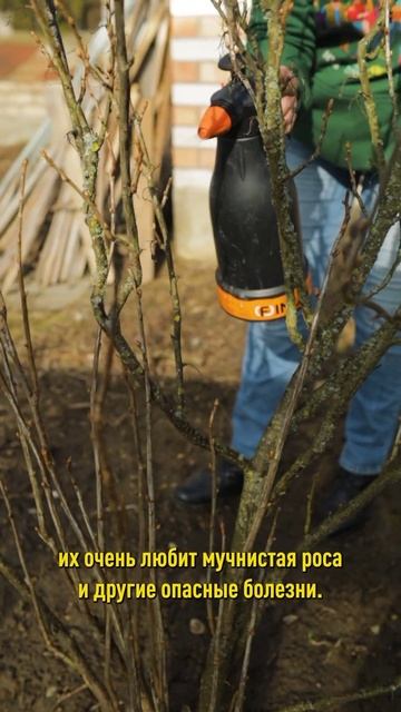 Поливаете смородину кипятком? Есть более эффективное средство! Обработка сада весной смотреть онлайн