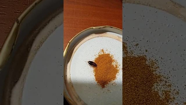 Таракан ест жгучий красный молотый перец и ему хоть бы что! Это сверх-существа! смотреть онлайн