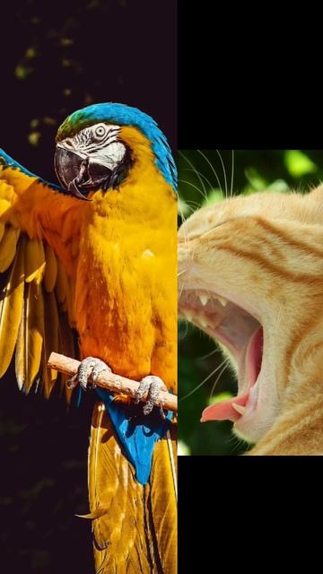 Попугай и кошка. Смешные животные получается