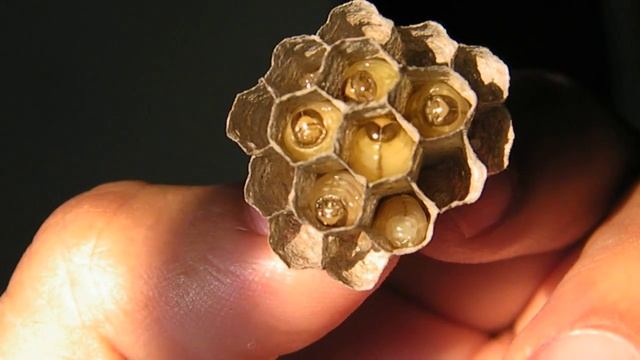 Wasp Nest And Hungry Larvae.MP4