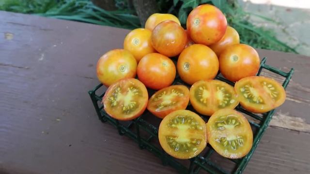 Rainbow Cherry Tomato. Very, very Delicious! смотреть онлайн