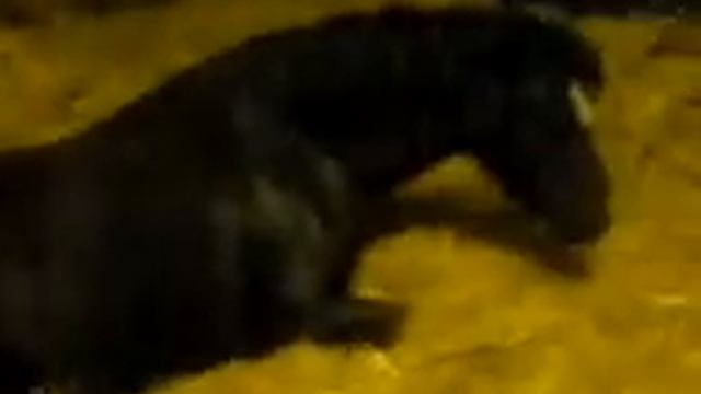 ellie after giving birth to foal xxxx