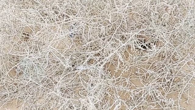 شجرة الرمث/ انشدك عن مغسل العيون ومنقش السنون الأربعاء ٢٩/٤/١٤٤٤ смотреть онлайн