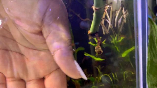 HOW TO FERTILIZE HOUSEPLANTS | aquarium water for plants смотреть онлайн