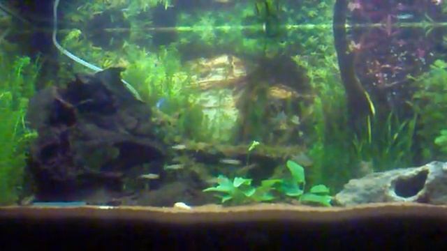 My Rio 180 Planted tank смотреть онлайн