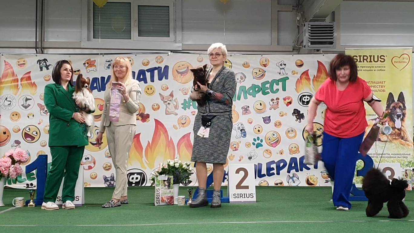 09.03.2025, СПб. Клуб "Президент" ( РКФ, ОАНКОО). Выставка собак САС 9 группы FCI смотреть онлайн