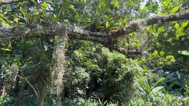 UM DIA DE MUITA LAMA, BANANA,IRRIGAÇÃO E FEIJÃO GIGANTE🍌🫘/Bora pra Roça? смотреть онлайн