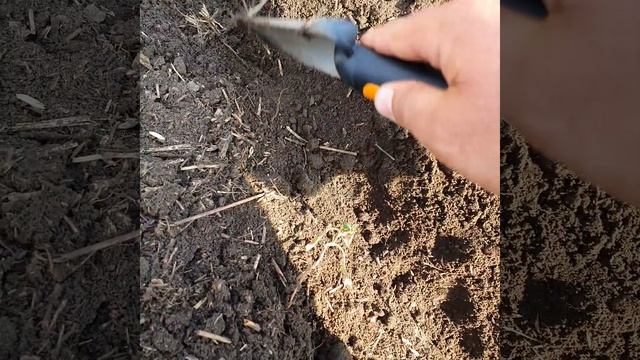 Horsch maestro 36.50sw посев рапса смотреть онлайн