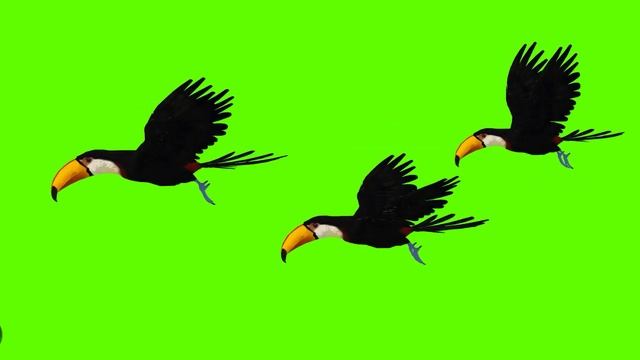 Flying Birds | Green Screen Birds | Green Screen Effects | @syedashahtv #greenscreen #birds #bird