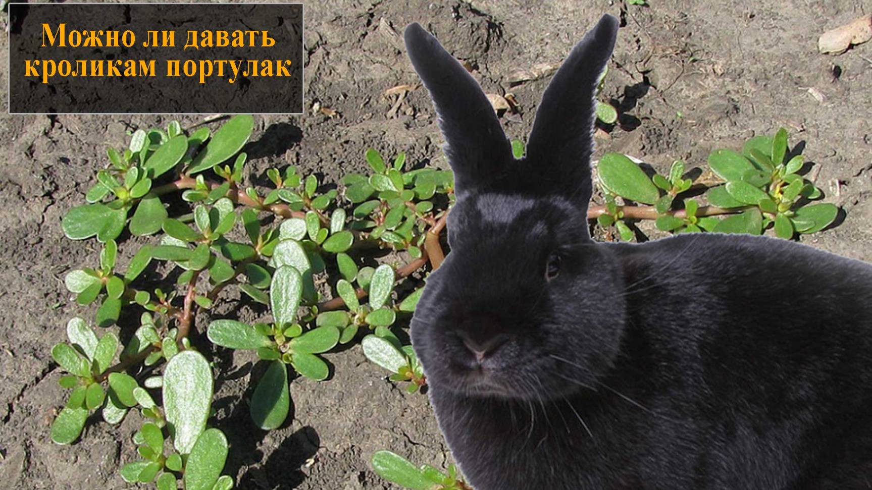 Можно ли давать кроликам портулак смотреть онлайн
