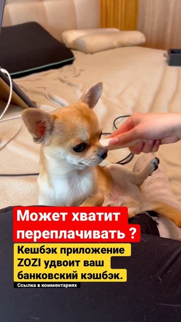 Чихуа под кайфом #чихуахуа #shorts #щенок #собака смотреть онлайн