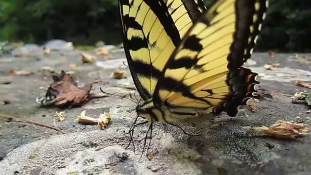 Yellow Swallowtail Butterflies (High Resolution Macro) смотреть онлайн