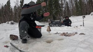 Крупная сорога на маленькой таёжной речушке.