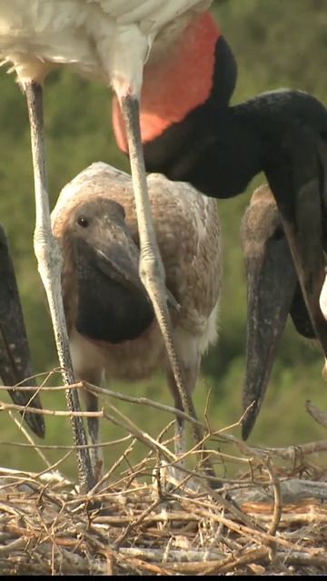 stork feeding baby смотреть онлайн