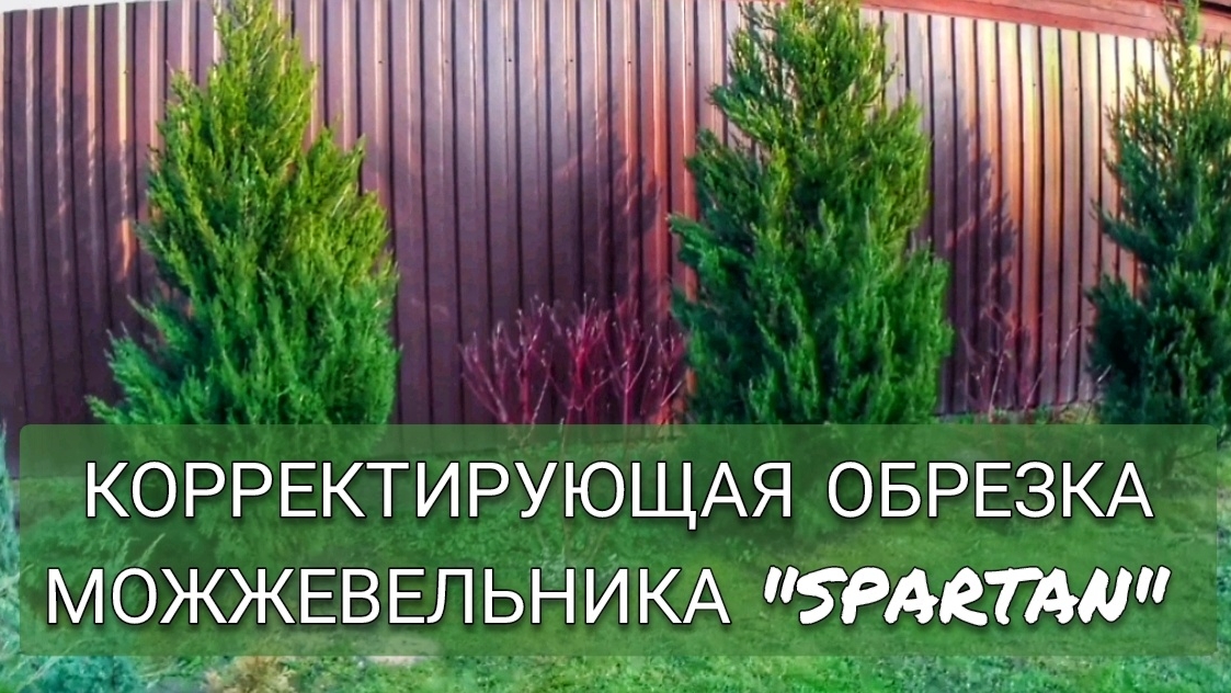 КОРРЕКТИРУЮЩАЯ ОБРЕЗКА МОЖЖЕВЕЛЬНИКА КИТАЙСКОГО "СПАРТАН". 14.03.2025г. смотреть онлайн