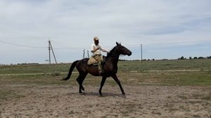 Выпуск 7.2 | Подбор жеребцов | Нашли и купили | Александр Обжерин