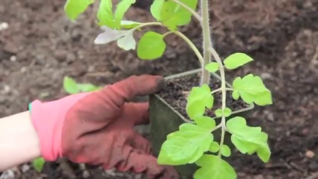 How to Plant Tomatoes Using the Trench Method смотреть онлайн