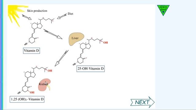 Vitamin_D_part_1.mp4 смотреть онлайн