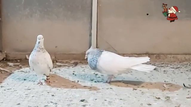 🇮🇷 Иранские  Голуби #کبوترهای# ایرانی #tauben #pigeons #IRAN