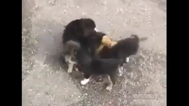Падение кота смотреть онлайн